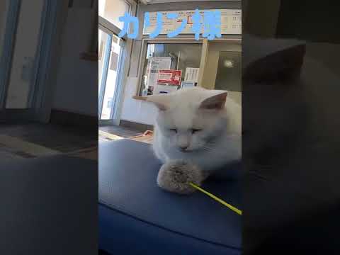 あのボス猫カリン様がボンボンじゃらしにご満悦 Ferocious cat #shorts