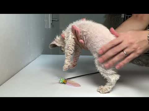 セルカークレックス（2022/6/19）