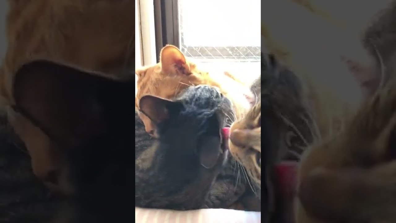猫団子になって毛づくろいしあう【日本猫の３ニャン】😄#shorts