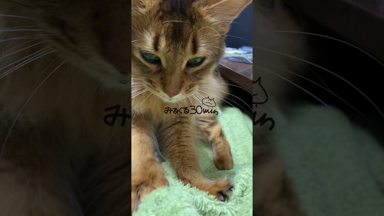 #118　ふみふみ中よだれが異常にでる ソマリ