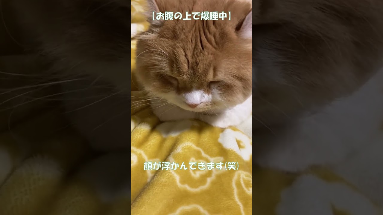 毛が短すぎて北海道の寒さが身にしみる猫(笑) #shorts  #猫 #アメリカンカール #cat