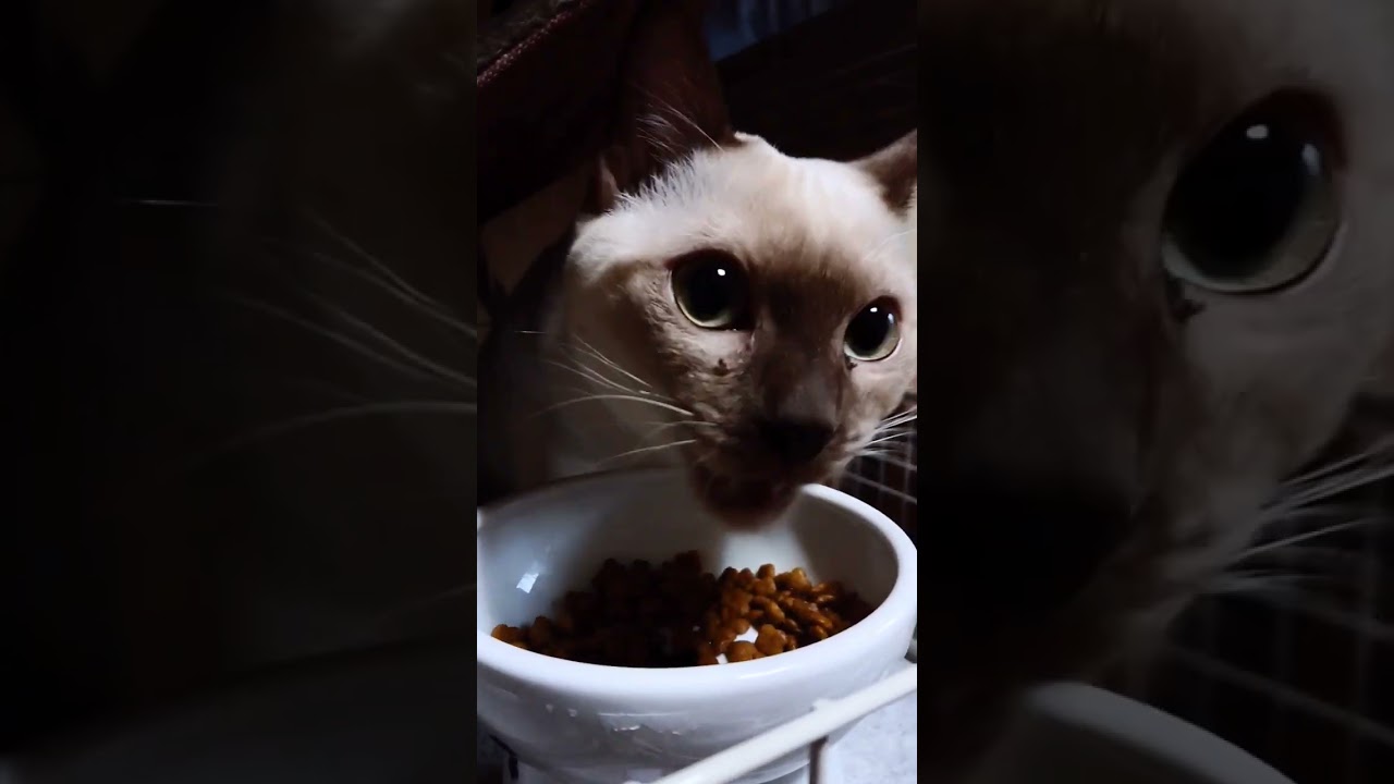 #猫 #トンキニーズ #ごはん #shorts ココの朝食