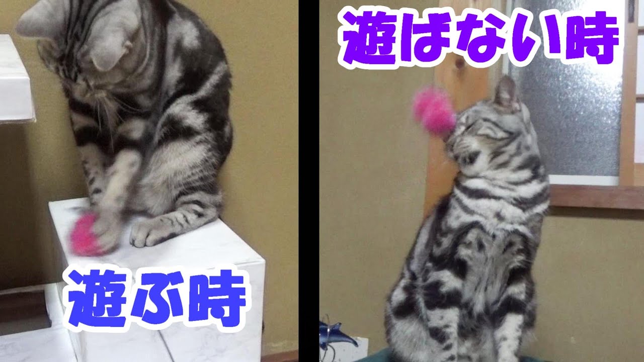 おもちゃで遊ぶとき！遊ばないとき！　（アメリカンショートヘア）