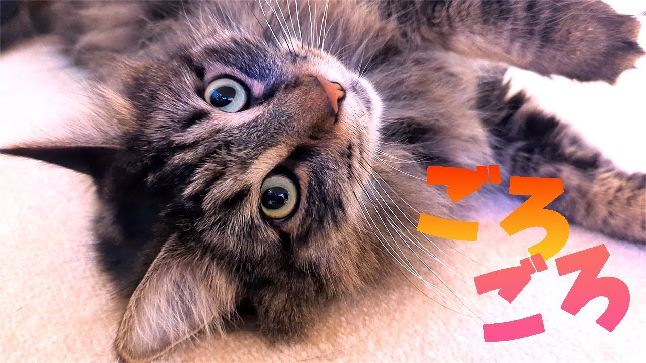 癒しのもふもふ君。おおらかなメインクーンは飼い主とまったり遊びます。