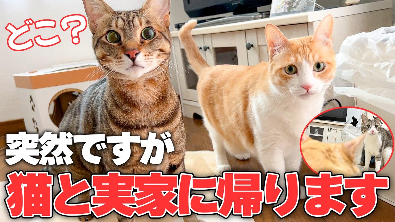 【ご報告】猫たちを連れて実家に帰らせていただきます。