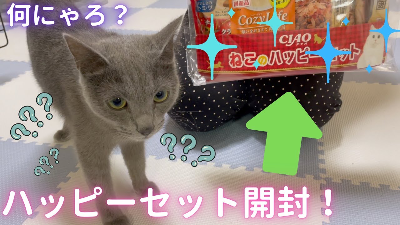 「ハッピーセット」開封したらハッピーになった猫（ロシアンブルー）