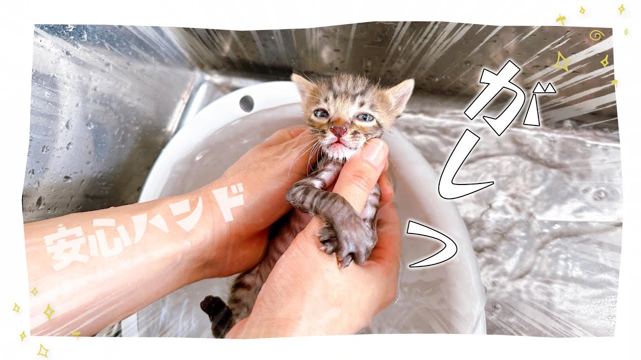 【子猫のシャンプー】いろいろあってシャンプーしました【保護猫生活23日目】