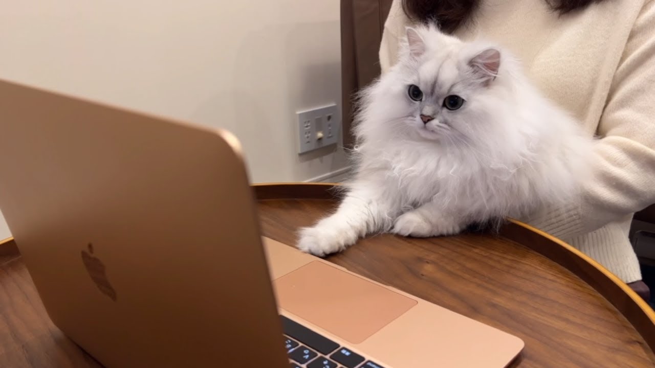 ビデオ通話で実家猫と初対面する猫