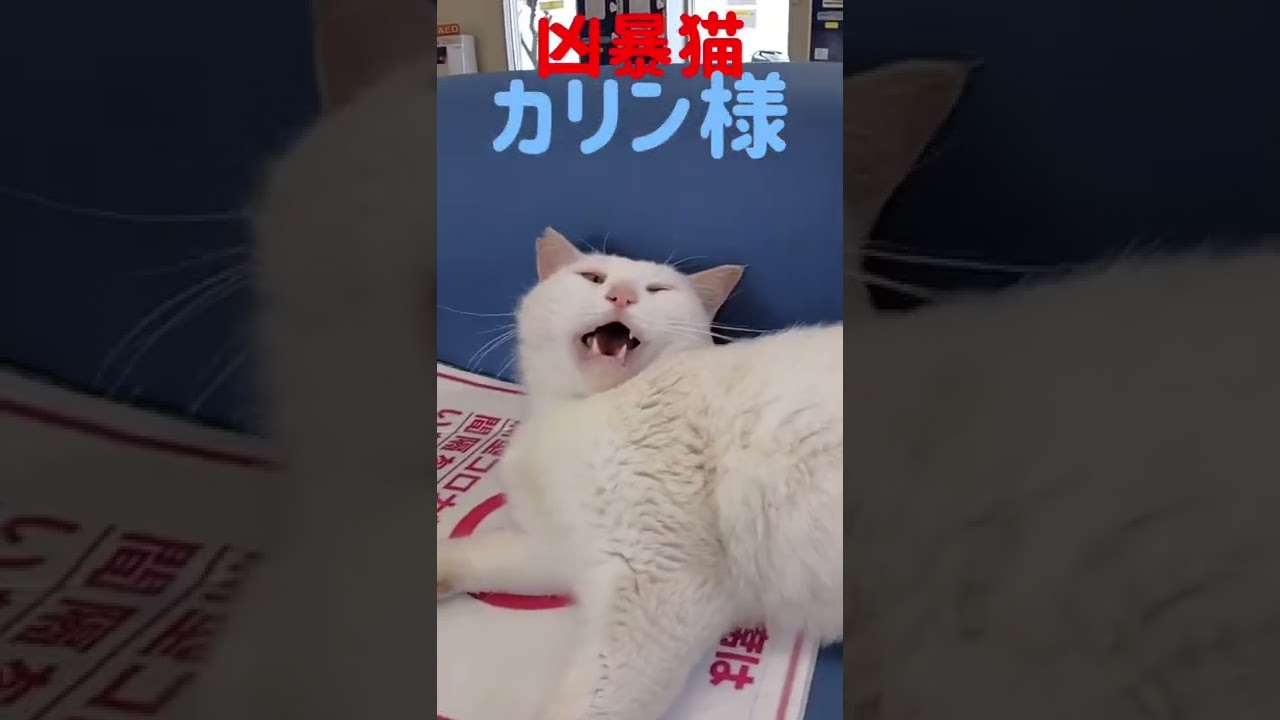 あの凶暴猫のカリン様がブラッシングで甘え声 Ferocious cat #shorts