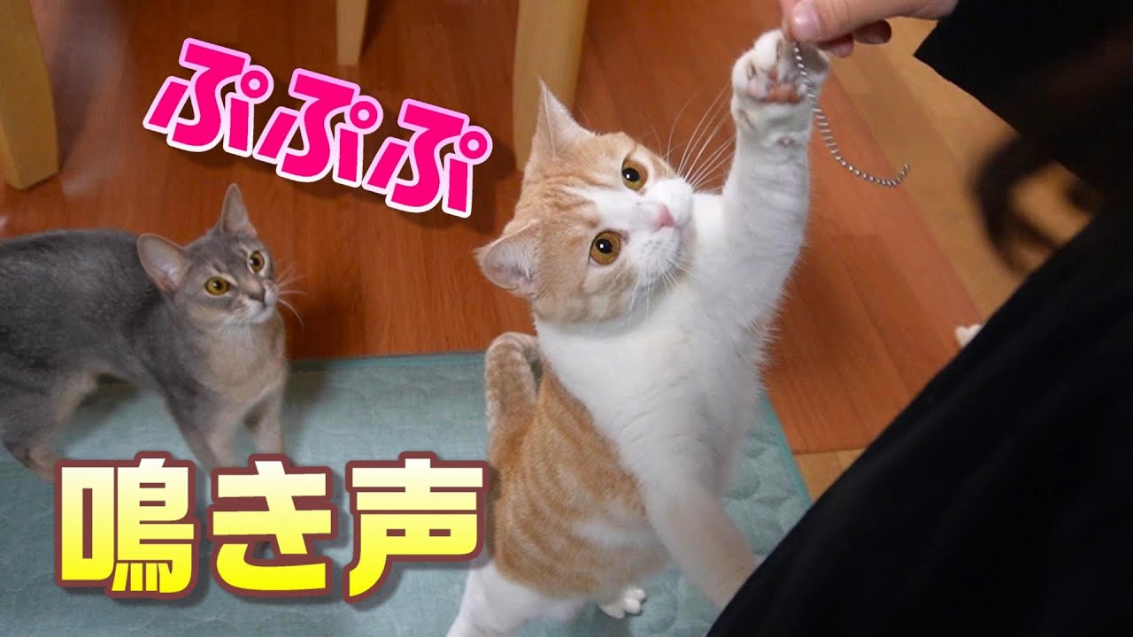 次女の気を引くために「ぷぷぷ」と鳴いたり足音を立てたりする猫【スコティッシュフォールド】【アビシニアン】