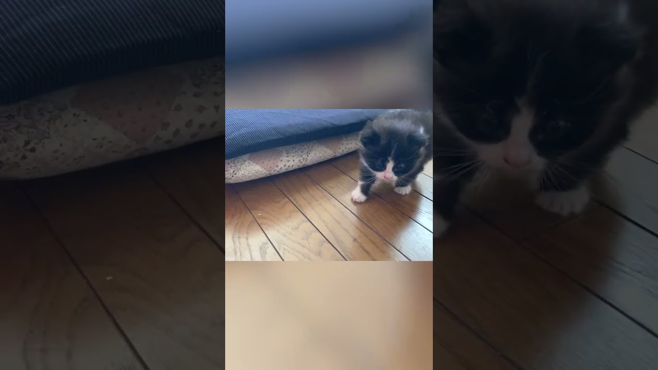 【子猫動画】走り方世界1可愛い赤ちゃん猫現る #shorts