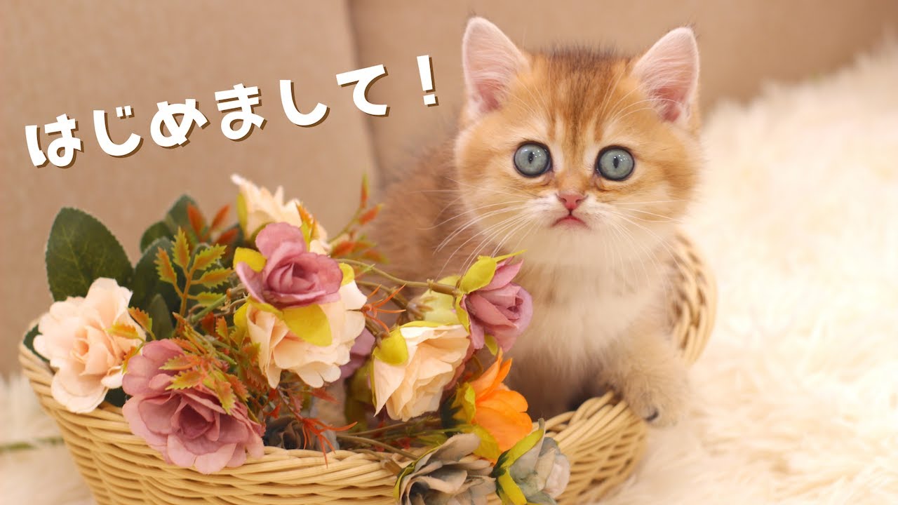 【子猫】ブリティッシュショートヘアの男の子をお迎えしました！【猫カフェデビューへの道＜金時編＞】