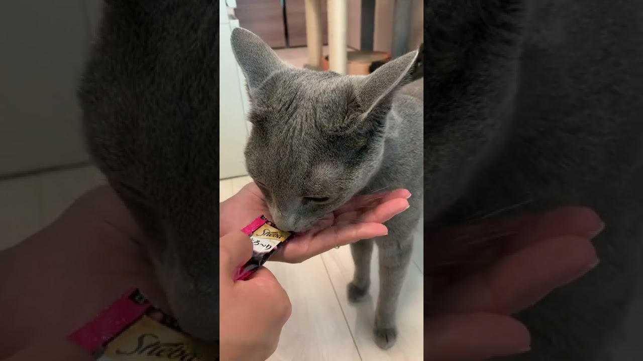 お客さんが来るのが好きな猫【ロシアンブルー】 #Shorts