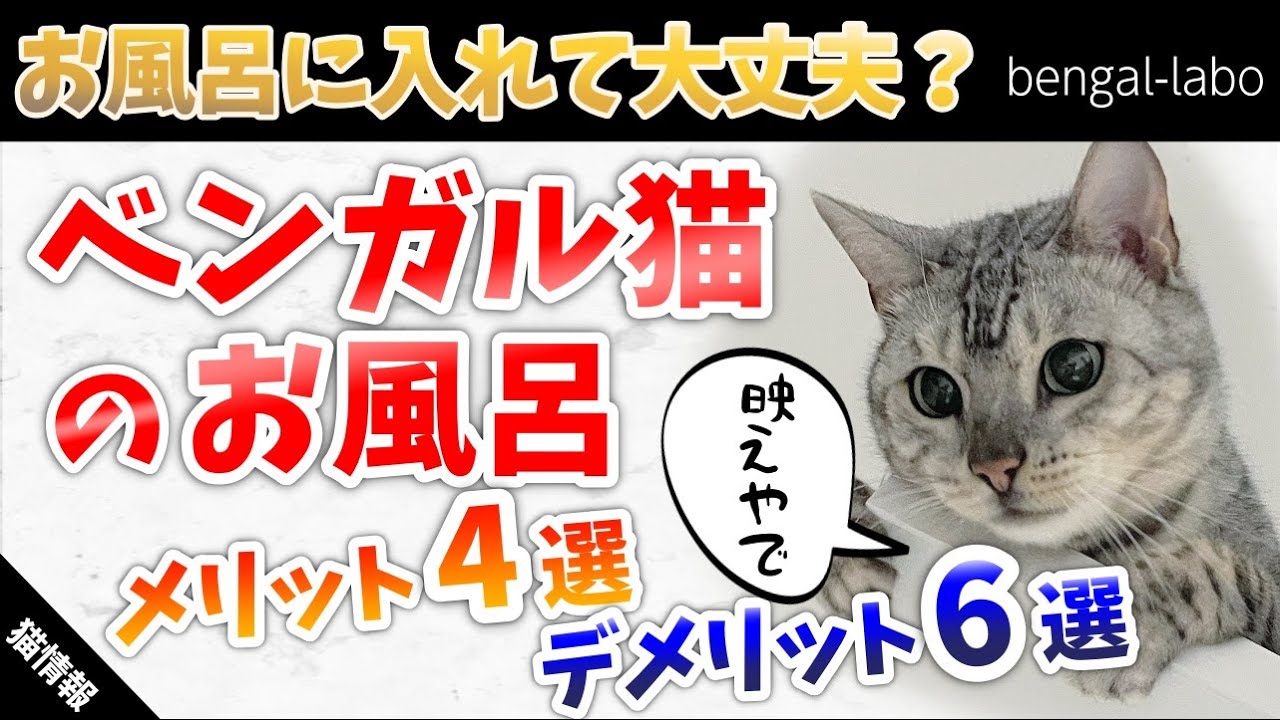 【体験談】ベンガル猫をお風呂に入れる必要ない理由6選【死に物狂い】