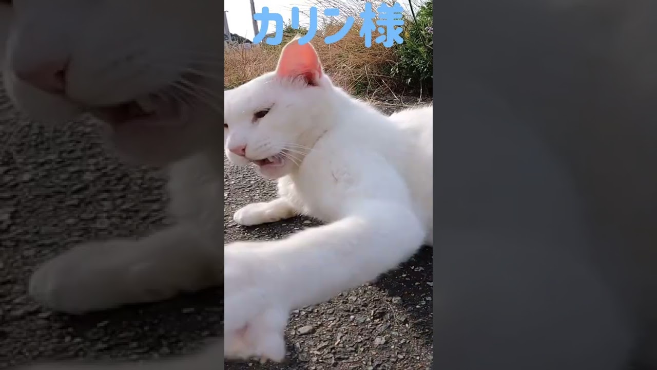 あの凶暴猫のカリン様がボンボンじゃらしに唸り声‼️ Ferocious cat #shorts
