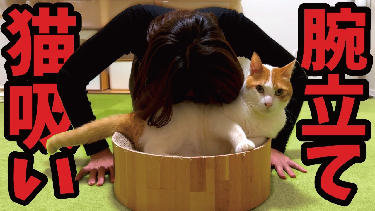 【最新ダイエット法】猫吸い腕立ての効果は…！？【関西弁でしゃべる猫】
