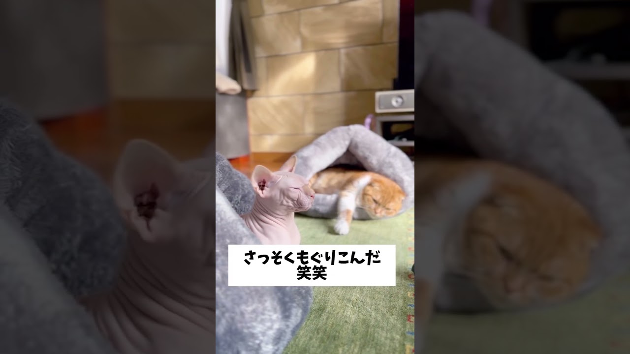 猫ちゃん...スフィンクス君とお揃いのベッドがずっと欲しかったみたい #shorts