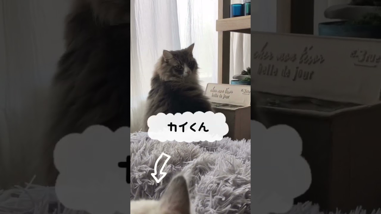 気持ちの良い朝 #shorts #猫動画 #ノルウェージャンフォレストキャット #cat #まな猫