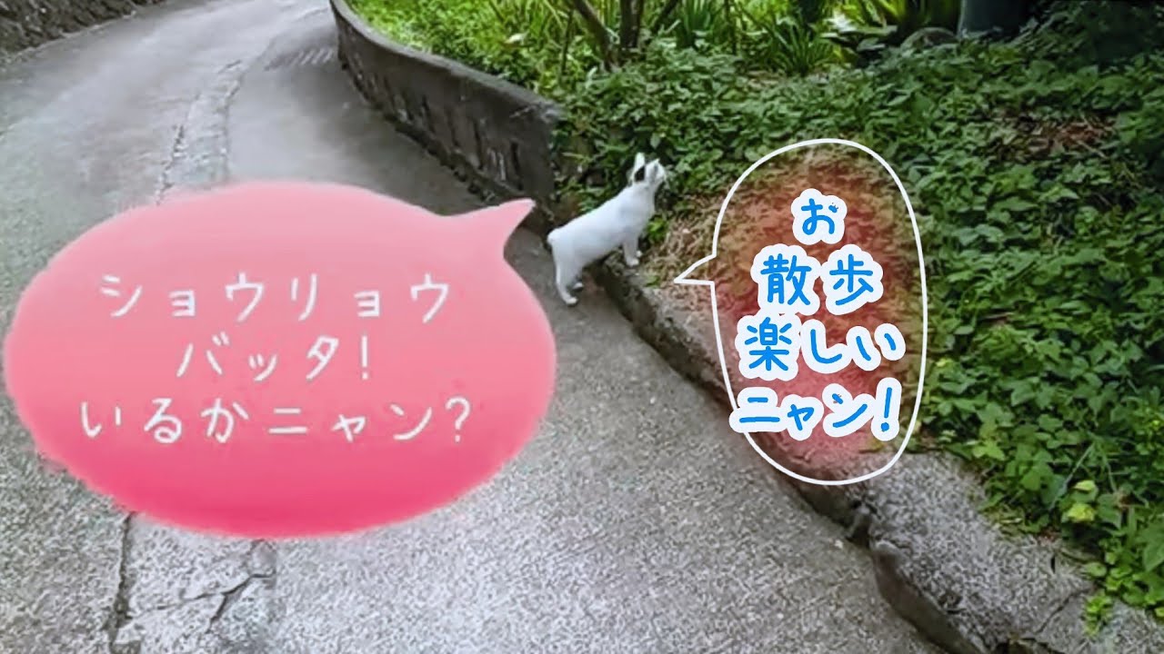 【さんぽねこのゆきちゃん】近所の猫とバッタとネズミを探してる。ゆるゆる動画《ざっくりでゆるい会話》リード無しでの猫散歩│筆先みたいなジャパニーズ・ボブテイル│熱海│伊豆│日本猫