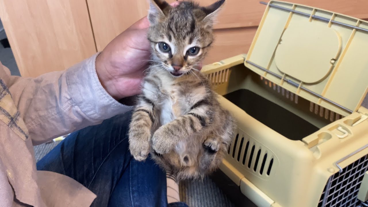 新入り激おこ子猫保護翌日の様子