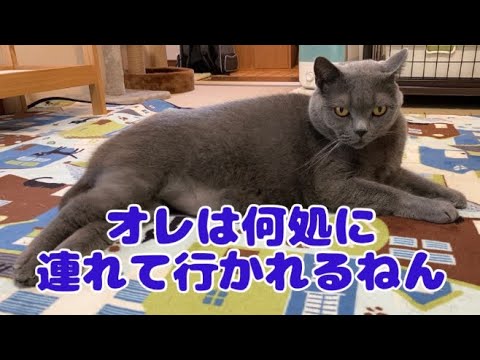 愛猫はじめさんと旅行 #猫 #ブリティッシュショートヘア #catvideos