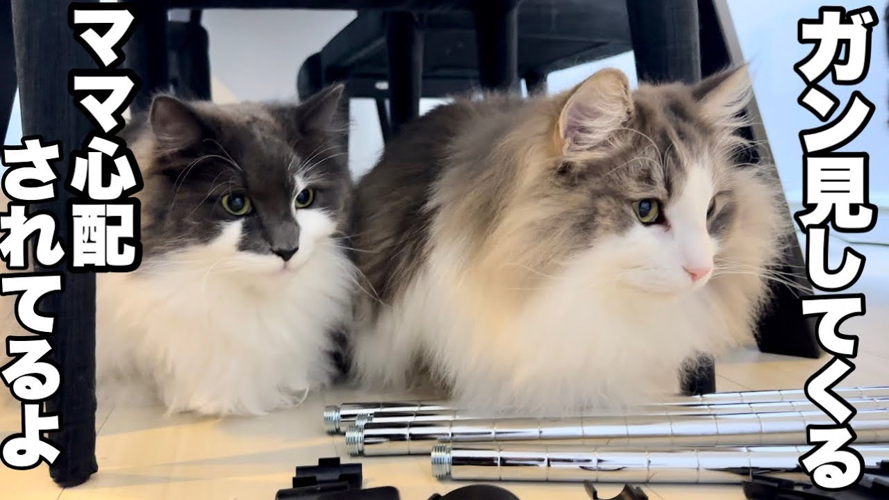 【休日に邪魔する猫】ママの苦手を心配で見つめてくるノルウェージャンフォレストキャット♡