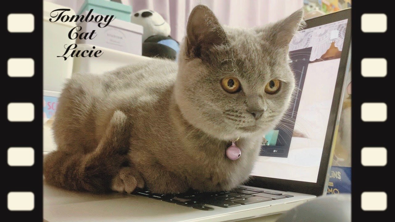 パソコンの邪魔をするシャルトリューの子猫があざとくて可愛いのです