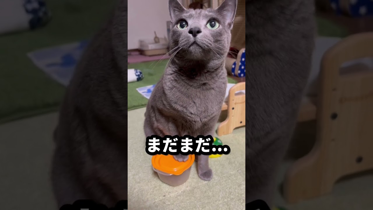 【ロシアンブルー】今朝のめろんの様子です😊【猫】#shorts
