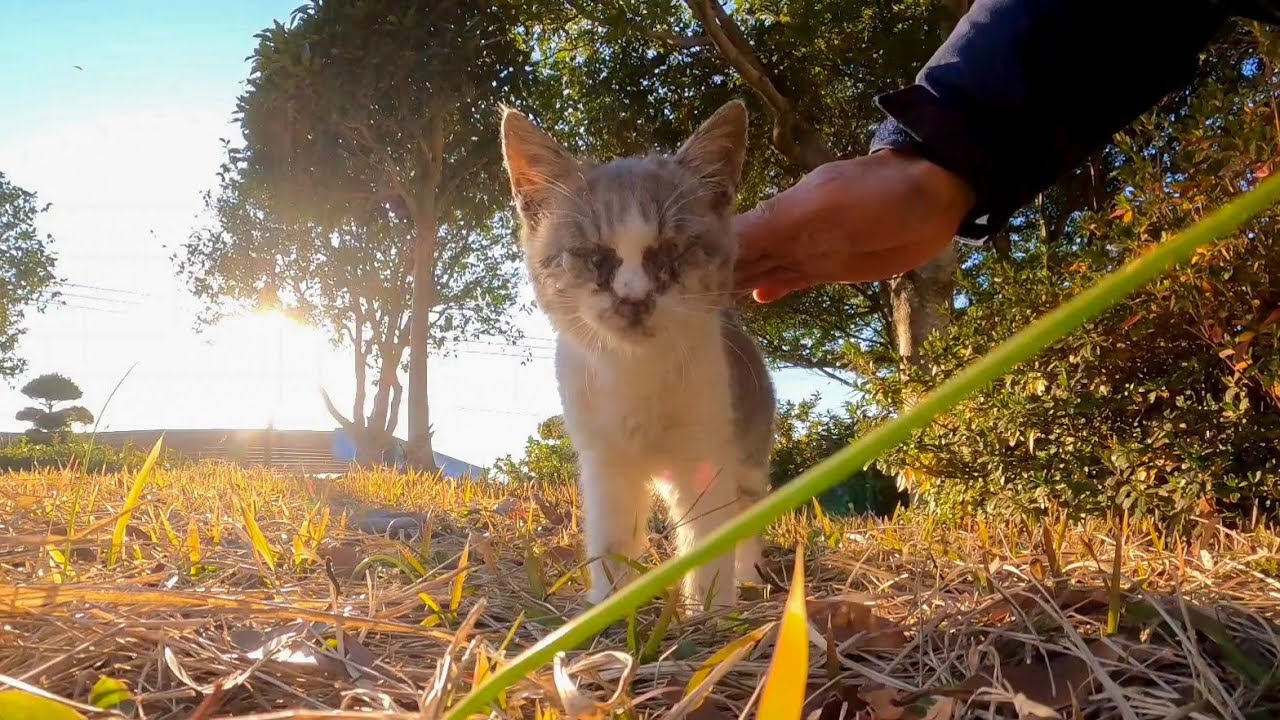 目ヤニで目が開かなくなっている子猫がいたので捕まえて顔拭き目薬の刑にしてきた