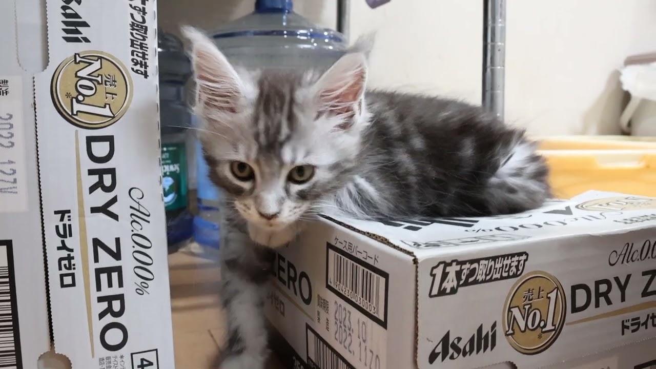 シルバーのメインクーン子猫とろろ君巣立ち3