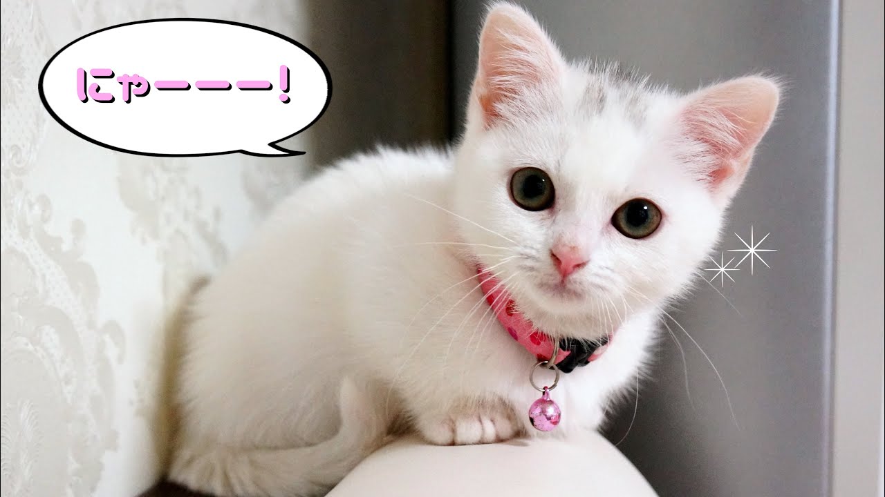 お腹が空いたと鳴くマンチカン子猫！　 The Munchkin cat meowing.So cute kitten!