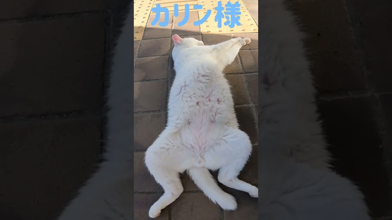あの凶暴猫のカリン様がへそ天ポーズ‼️ワーオ豪快 #shorts
