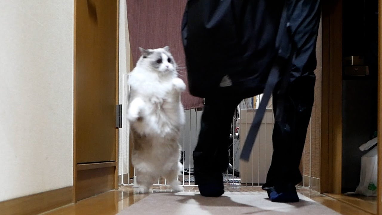 飼い主の帰宅が嬉しくて思わず抱きついちゃうラグドールのんちゃんｗ