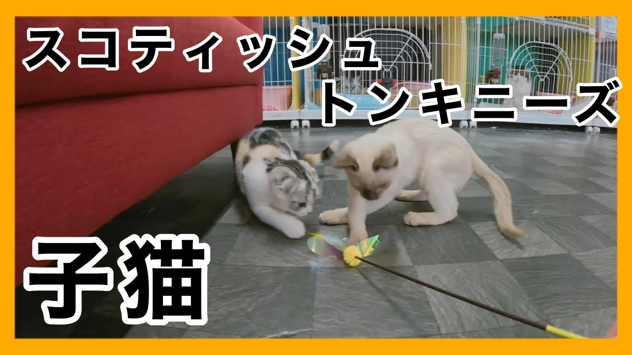 【スコティッシュ】【トンキニーズ】猫種の違う2匹の子猫【癒し】