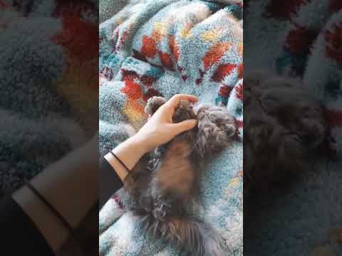 セルカークレックス ライラック（カール ロング）の男の子♪