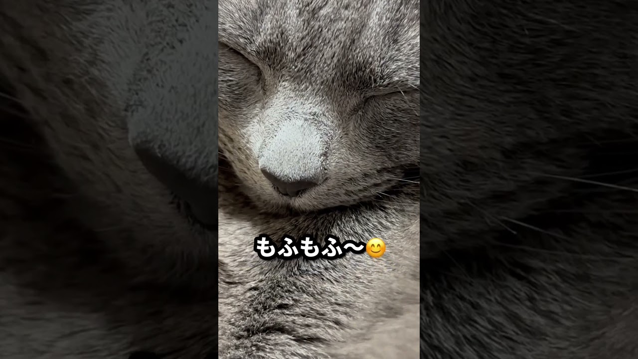 【ロシアンブルー】お膝の上まったりめろん😊【猫】#shorts