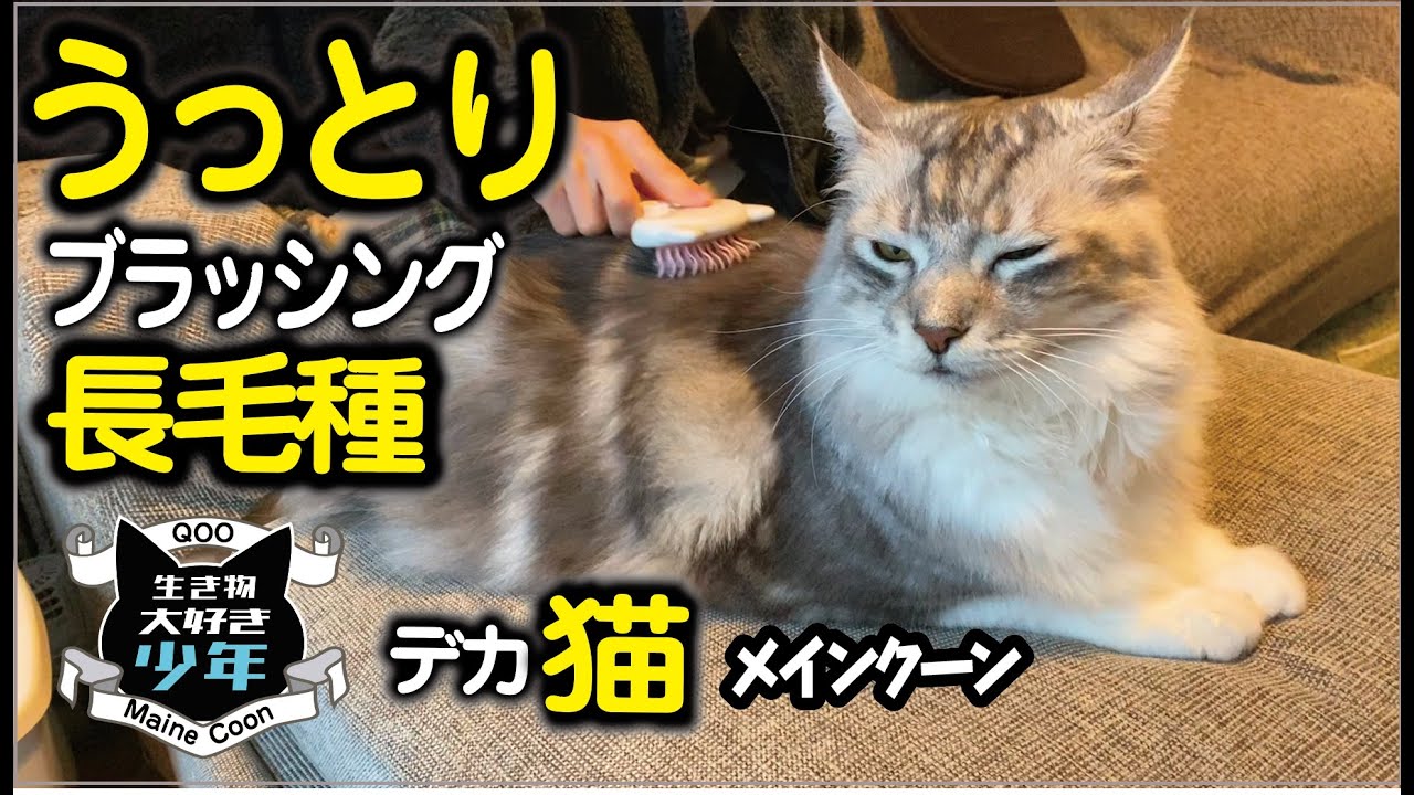 【メインクーン】ブラッシングが好きな大型猫。長毛種の毛のお手入れ