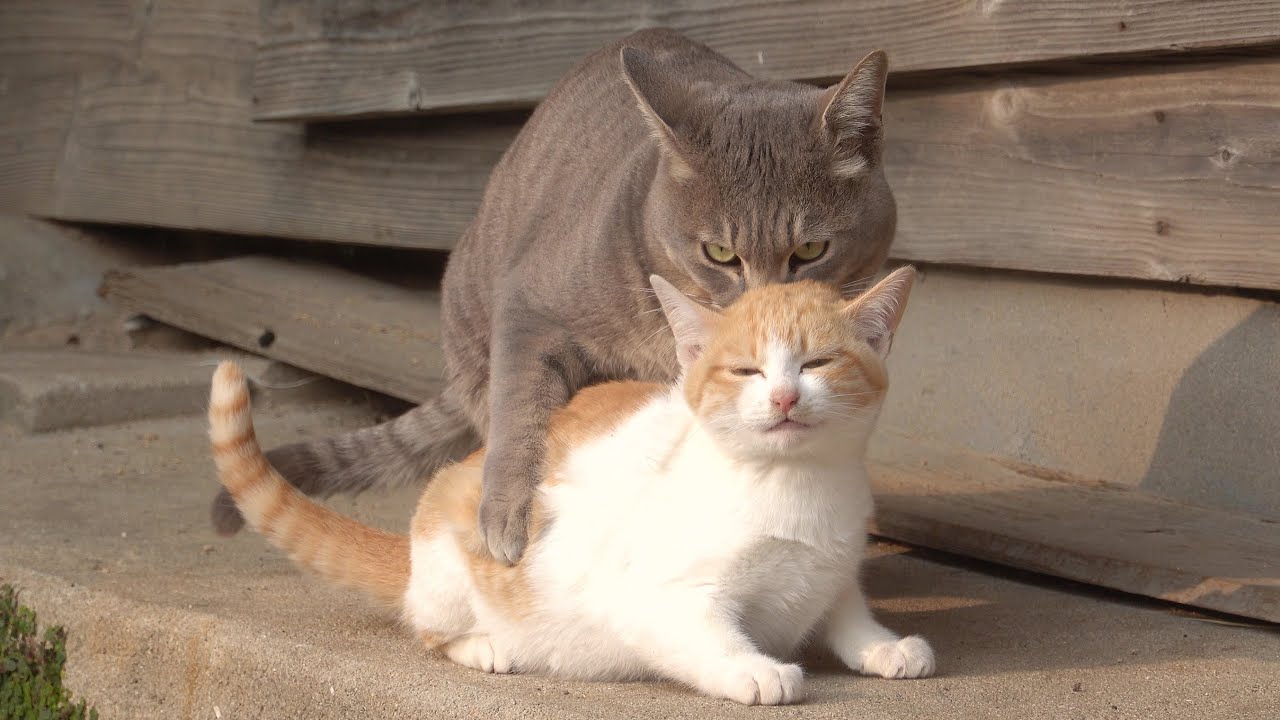 先輩猫からセクハラをされてブチギレる子猫ちゃん