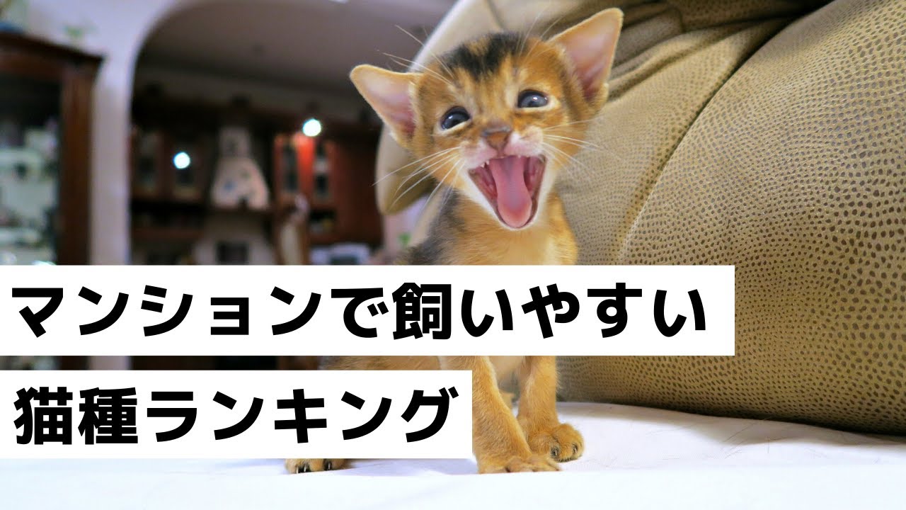 【2020年】飼いやすい！抜け毛が少ない・小さい猫種ランキング