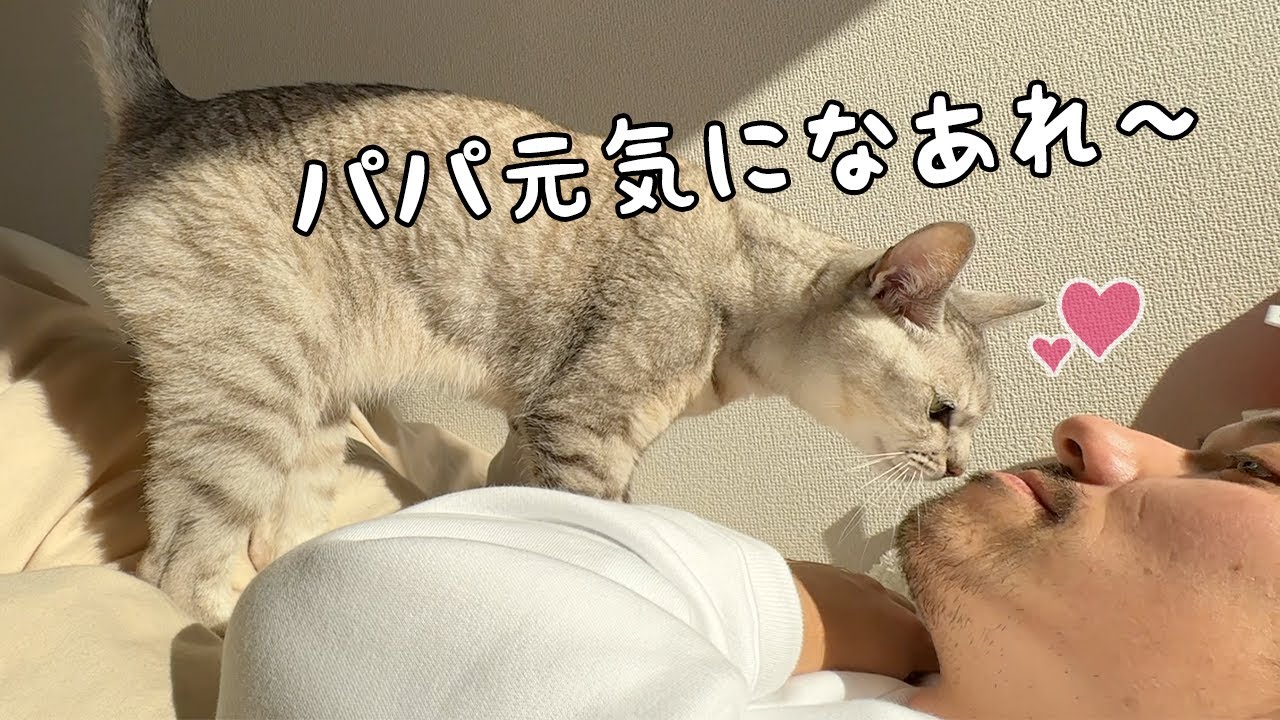 パパの心配をして周りに集まる優しい猫たち
