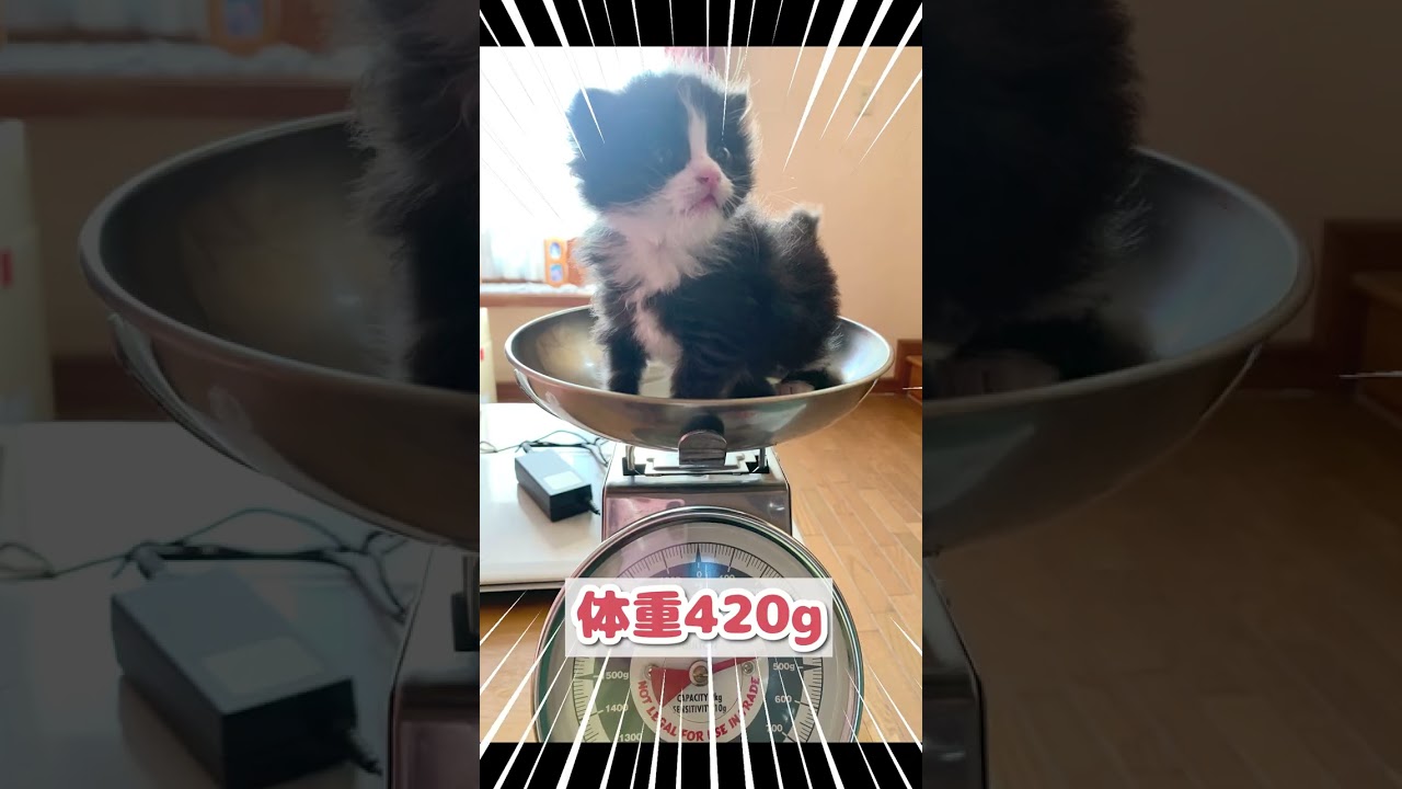 生後1ヶ月の子猫の体重に驚愕... #shorts