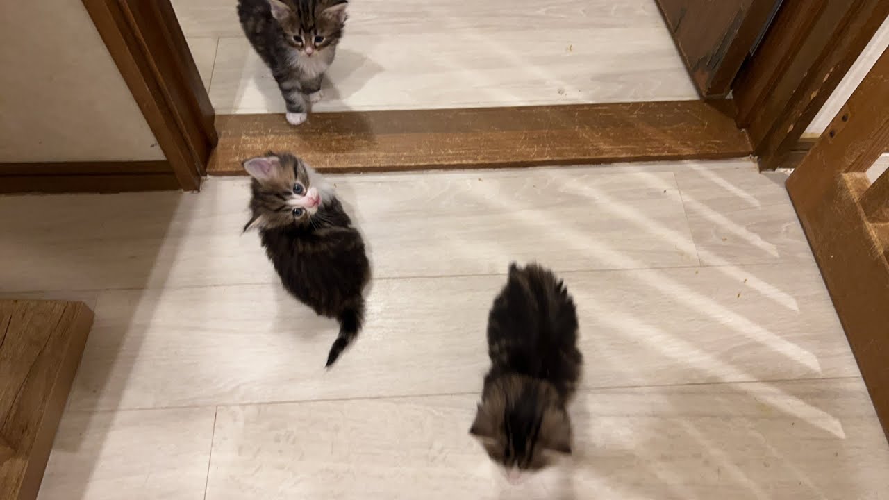生後約1ヶ月の赤ちゃん猫のライブ配信です！