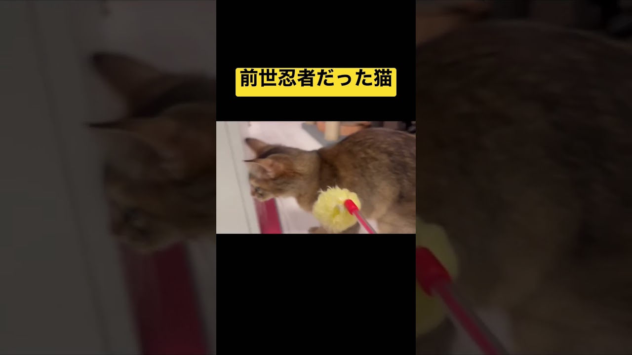 は、速すぎて見えない…！ #おもしろ猫動画 #ソマリ#しっぽ吸い