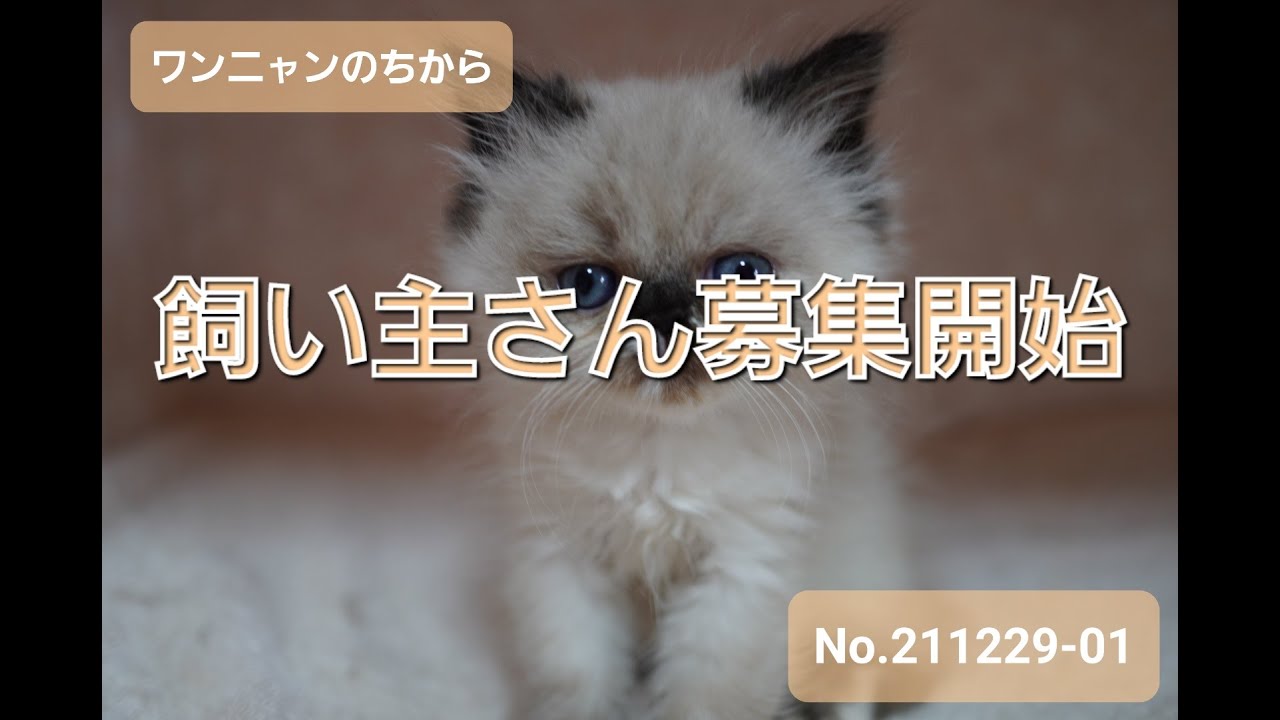 【子猫紹介】No.211229-01 ヒマラヤンの女の子