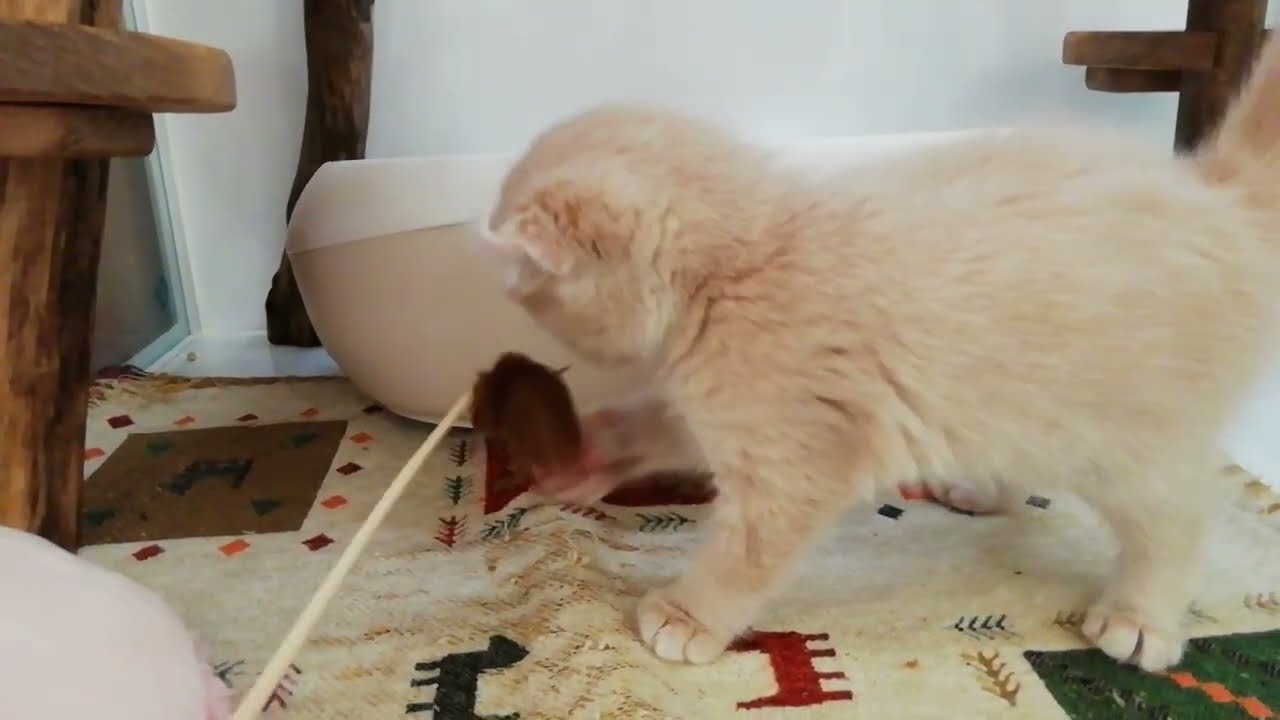 アメリカンカール 男の子 2022/11/12