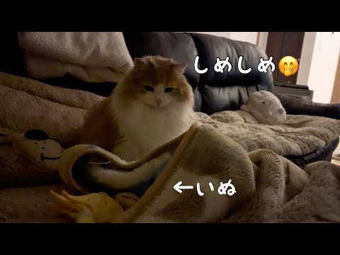 イタズラ好きな猫が犬にドッキリをしかけた結果が悲惨すぎた(泣)
