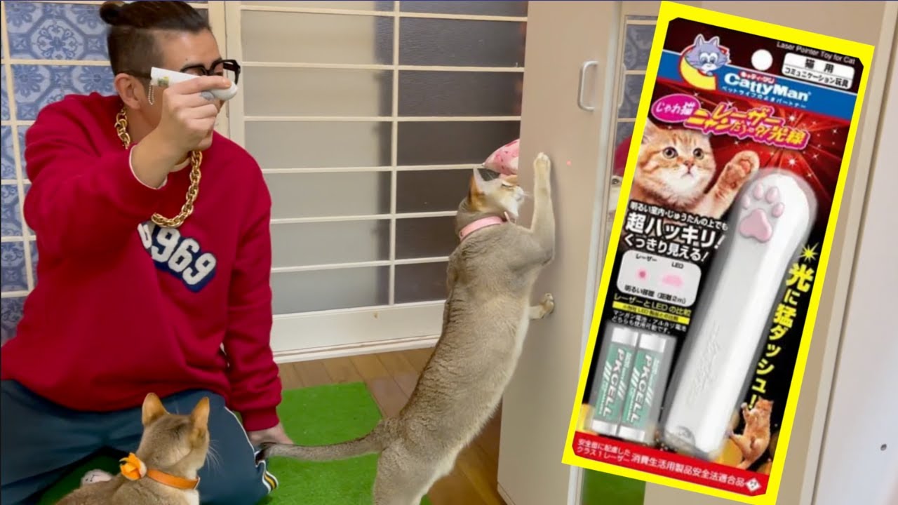 【猫のおもちゃ】シンガプーラ兄妹の反応の違いが面白いww