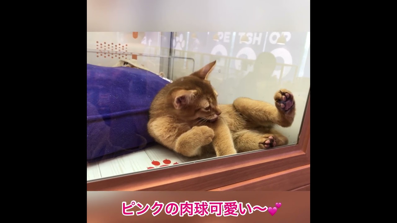 子猫のソマリの可愛さに悶絶！ #shorts #子猫