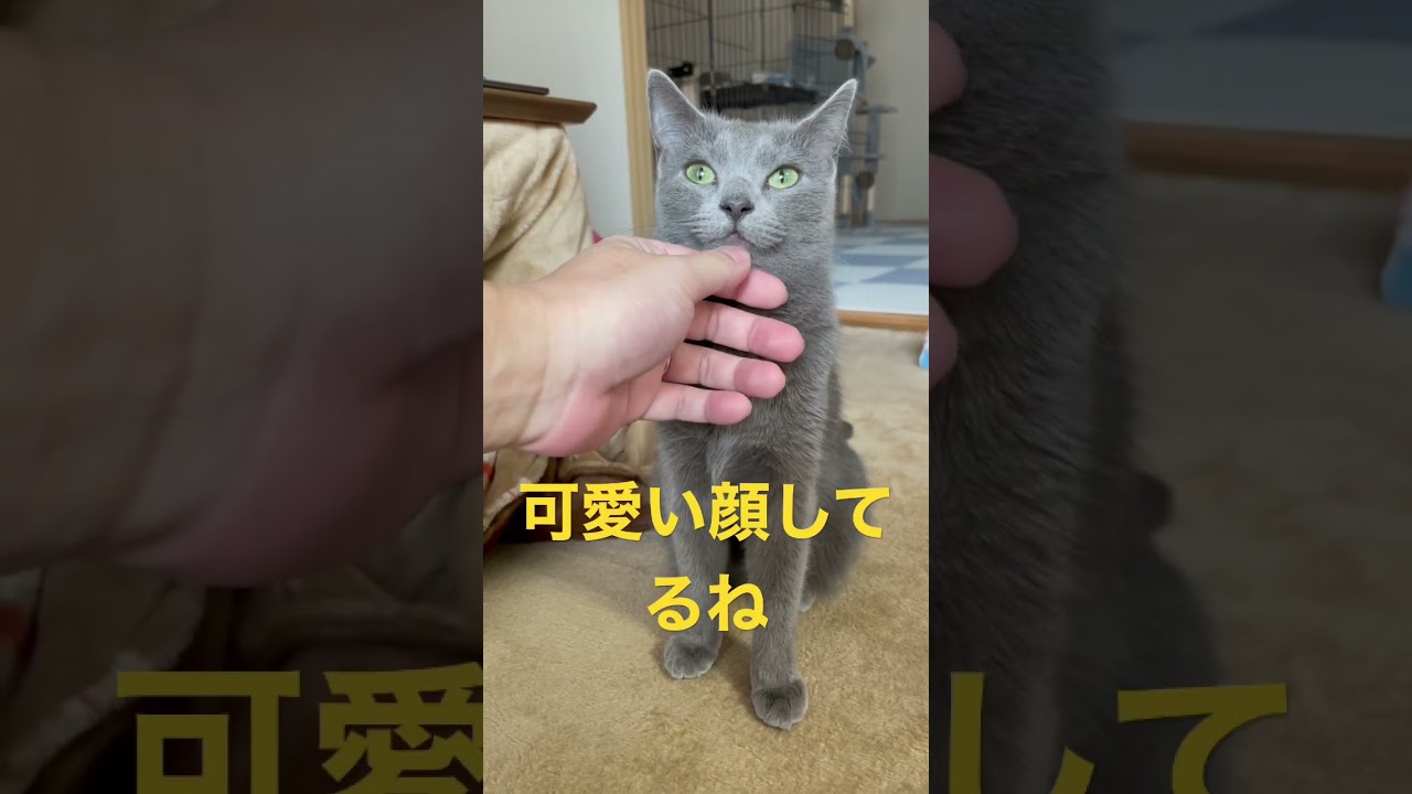 不機嫌が顔に出る猫（ロシアンブルー）#shorts
