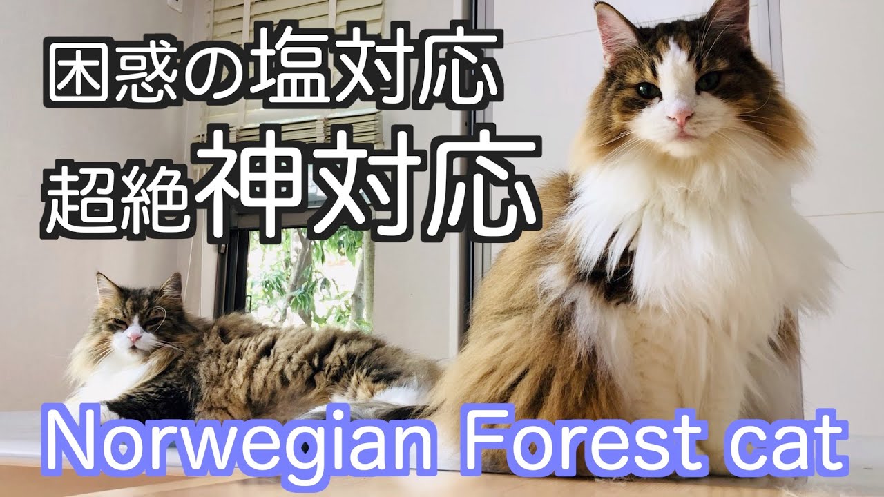 驚きの神対応をするノルウェージャンフォレストキャットNorwegian Forest Cat